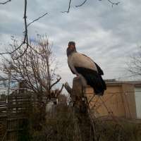 <br />
<b>Notice</b>:  Undefined index: $foto in <b>/var/www/fenix951/public/notidenuncia_ver.php</b> on line <b>106</b><br />
