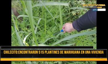 Duro golpe al narcotráfico en Anguinán: encontraron 515 plantines de marihuana