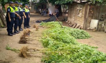 Secuestran plantas de marihuana y municiones