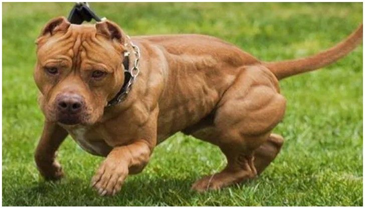 Ataque pitbull en Santa Fe: le amputaron el brazo a una mujer, otra sigue crítica y debaten la prohibición