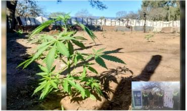 Interrumpen la producción de 3 millones de dosis de marihuana