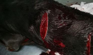 Aimogasta: Atacó un perro a machetazos y fue denunciado en la policía