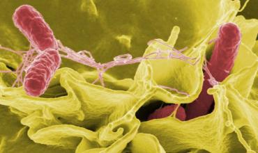 Alarma en Salta por el incremento de los casos de salmonella