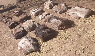 Incineran 300 kilos de carne vacuna y secuestran 14 cueros de burro