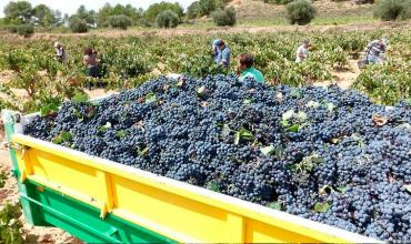 Podría escasear y aumentar el vino: La cosecha de uvas en 2023, se reducirá 21% 