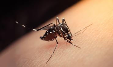 Se detectaron 11 nuevos casos de Dengue en La Rioja, y hay 3 personas internadas 