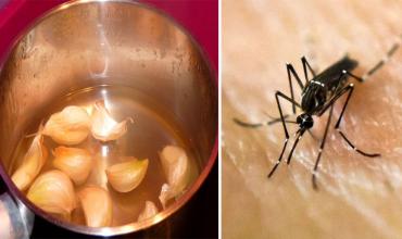 El truco casero que no falla para ahuyentar a los mosquitos