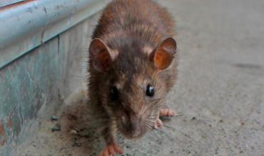 Plaga de ratas en Nueva York: hay un 50% más que hace una década