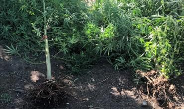 Allanaron un domicilio por robo y encontraron plantas de marihuana  