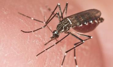 Alerta dengue: Brasil registra un nuevo récord anual de muertes en solo 14 semanas