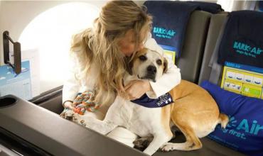 EE.UU: lanzan una nueva aerolínea de lujo para perros