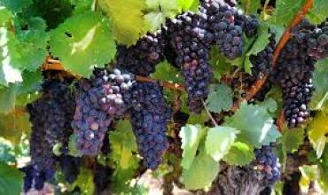 El auge de la vitivinicultura argentina: Producción, exportación y consumo