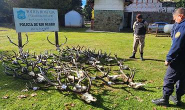 Se incautaron astas y cabezas de ciervos por infracción a la Ley Fauna