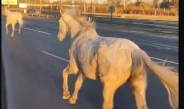 De no creer: aparecieron caballos corriendo en la Panamericana