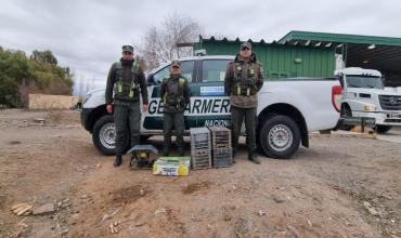 La Rioja: Gendarmería liberó aves