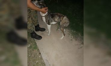 Allanan una casa en el barrio Néstor Kirchner, para secuestrar a un perro