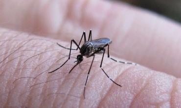 Altas temperaturas, lluvias y dengue: cómo el clima podría impulsar el aumento de casos en Argentina