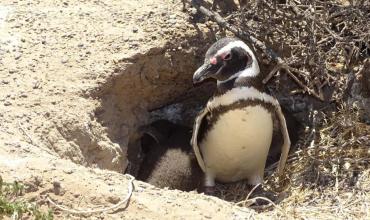 Declararon culpable al ganadero que aplastó a los pingüinos en Punta Tombo: cuándo se conoce la condena