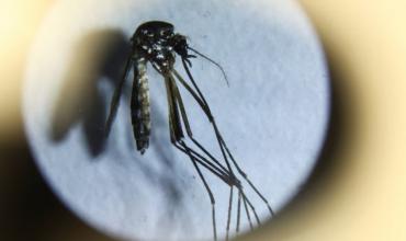 Dengue: las cifras récord que dejó en 2024 y qué se espera para este verano