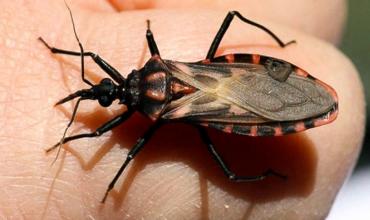 El CONICET desarrolla una vacuna preventiva contra la enfermedad de Chagas