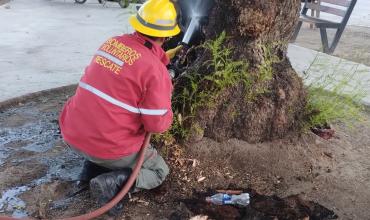 Controlan incendio en el interior de un árbol en Dardo Rocha y Chacho Peñaloza