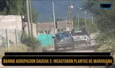 Policía y gendarmería incautaron plantas de marihuana