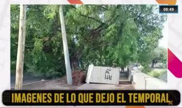 Fuerte tormenta en La Rioja: Árboles caídos y calles bloqueadas