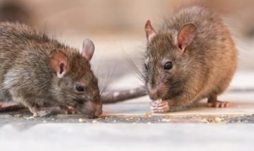 Refuerzan medidas de prevención en Bariloche tras la muerte de una mujer por hantavirus