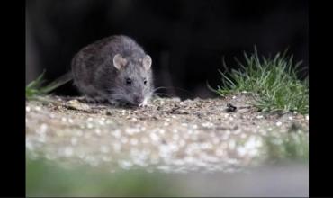 Alerta en Chaco por la muerte de una mujer por hantavirus