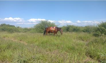 Se cayó y fue aplastado por su caballo