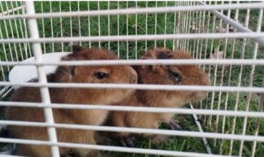 Horror cerca de Rosario: rescatan carpinchos bebés que estaban a punto de convertirse en milanesas de capibara