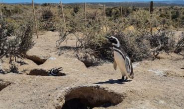 La Justicia confirma condena por ecocidio en Punta Tombo: un precedente histórico en defensa del ambiente