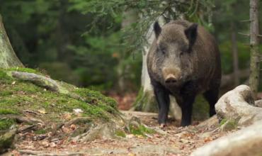 Autorizan en Córdoba la caza deportiva de algunas especies de jabalí y ciervos