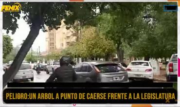 Preocupación por un árbol que cubre la calzada en pleno centro: “Puede caer sobre un conductor o peatón”