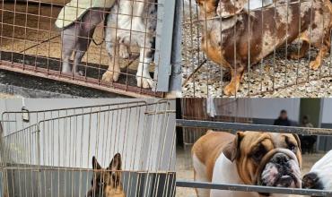 Desmantelan criadero ilegal en Villa Urquiza y rescatan animales valuados en $13,5 millones