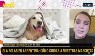 Cómo proteger a las mascotas del frío: consejos para evitar riesgos durante la ola polar
