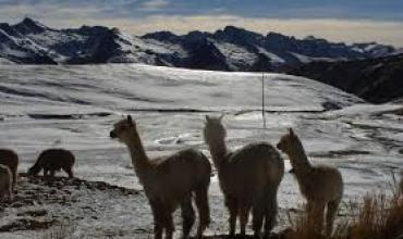 Bolivia enfrenta un invierno extremo: 92 municipios en desastre por heladas y miles de familias afectadas