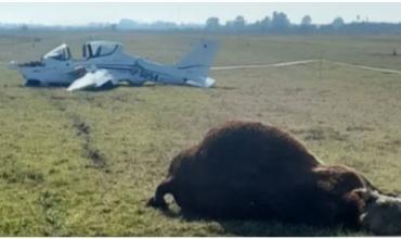 Insólito accidente en Chivilcoy: una avioneta chocó contra un toro durante el aterrizaje
