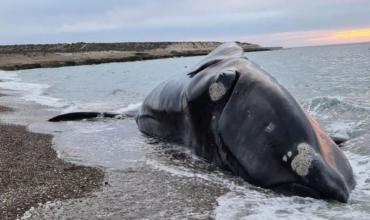 Preocupación ambiental: hallan una tercera ballena muerta en el río Paraná