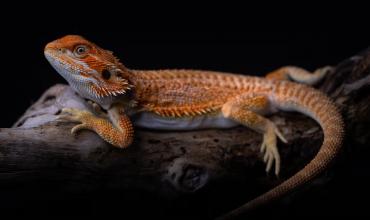 El dragón barbudo australiano que desafía la genética: cambia de sexo según la temperatura