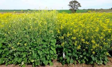 Julio histórico para la industria aceitera: récord en molienda de girasol
