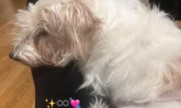 Cande Tinelli atraviesa un momento de profundo dolor por la salud de su mascota