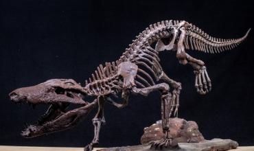 Kostensuchus atrox: descubren en la Patagonia una nueva especie de cocodrilo prehistórico