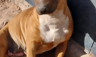 Robaron un perro de raza Bull Terrier en el barrio Jerusalén