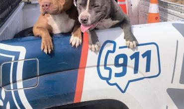 Recuperaron dos perros de raza pitbull en barrio Las Talas