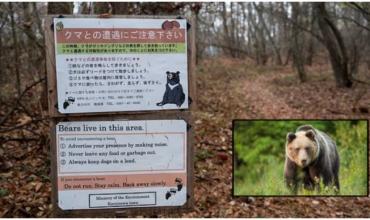 Tragedia en Japón: un oso mató a un hombre de 70 años mientras recolectaba hongos en un bosque