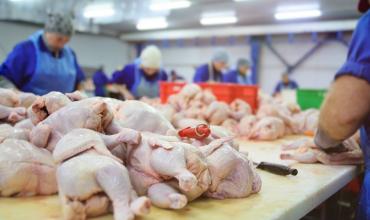 La sobreoferta de pollo por el cierre de las exportaciones baja los precios y dispara el consumo