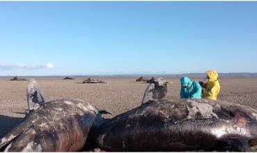 Alerta en Tierra del Fuego por la aparición de 26 orcas muertas: los científicos no logran dar con las causas