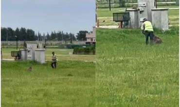 Indignación en Canning por el brutal ataque a un carpincho: lo dejaron herido de gravedad
