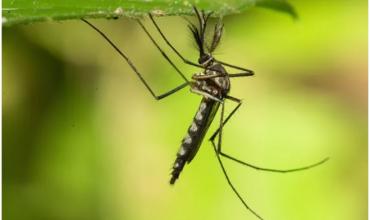 Encuentran por primera vez mosquitos en Islandia, el último país libre de estos insectos
